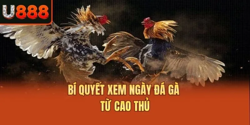 Bí quyết xem ngày đá gà từ cao thủ