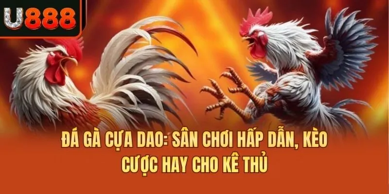 Đá Gà Cựa Dao: Sân Chơi Hấp Dẫn, Kèo Cược Hay Cho Kê Thủ