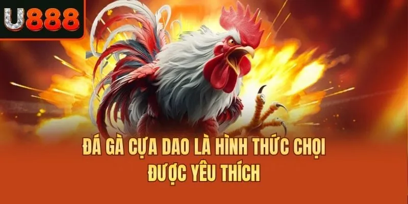 Đá gà cựa dao là hình thức chọi được yêu thích