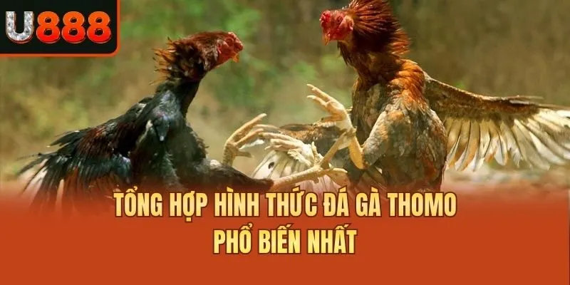Tổng hợp hình thức đá gà thomo phổ biến nhất