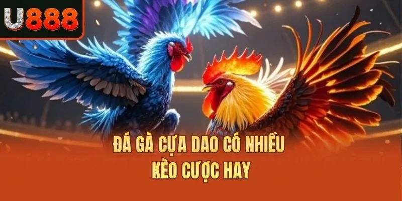 Đá gà cựa dao có nhiều kèo cược hay