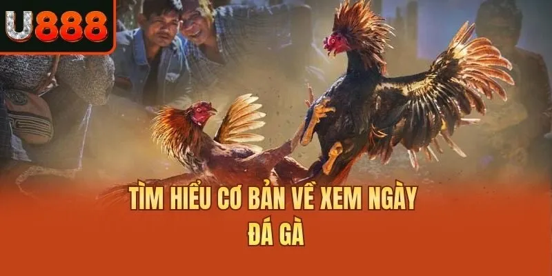 Tìm hiểu cơ bản về xem ngày đá gà
