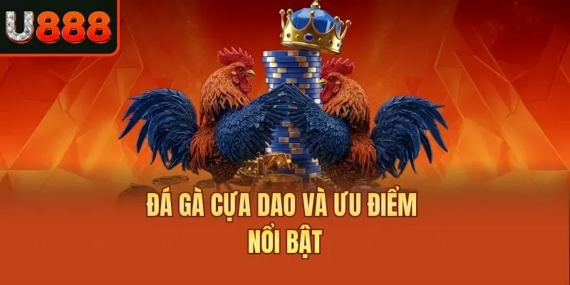 Đá gà cựa dao và ưu điểm nổi bật