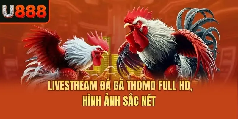 Livestream đá gà thomo full HD, hình ảnh sắc nét